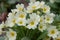 Common primrose, Primula vulgaris, pale yellow flowering plant